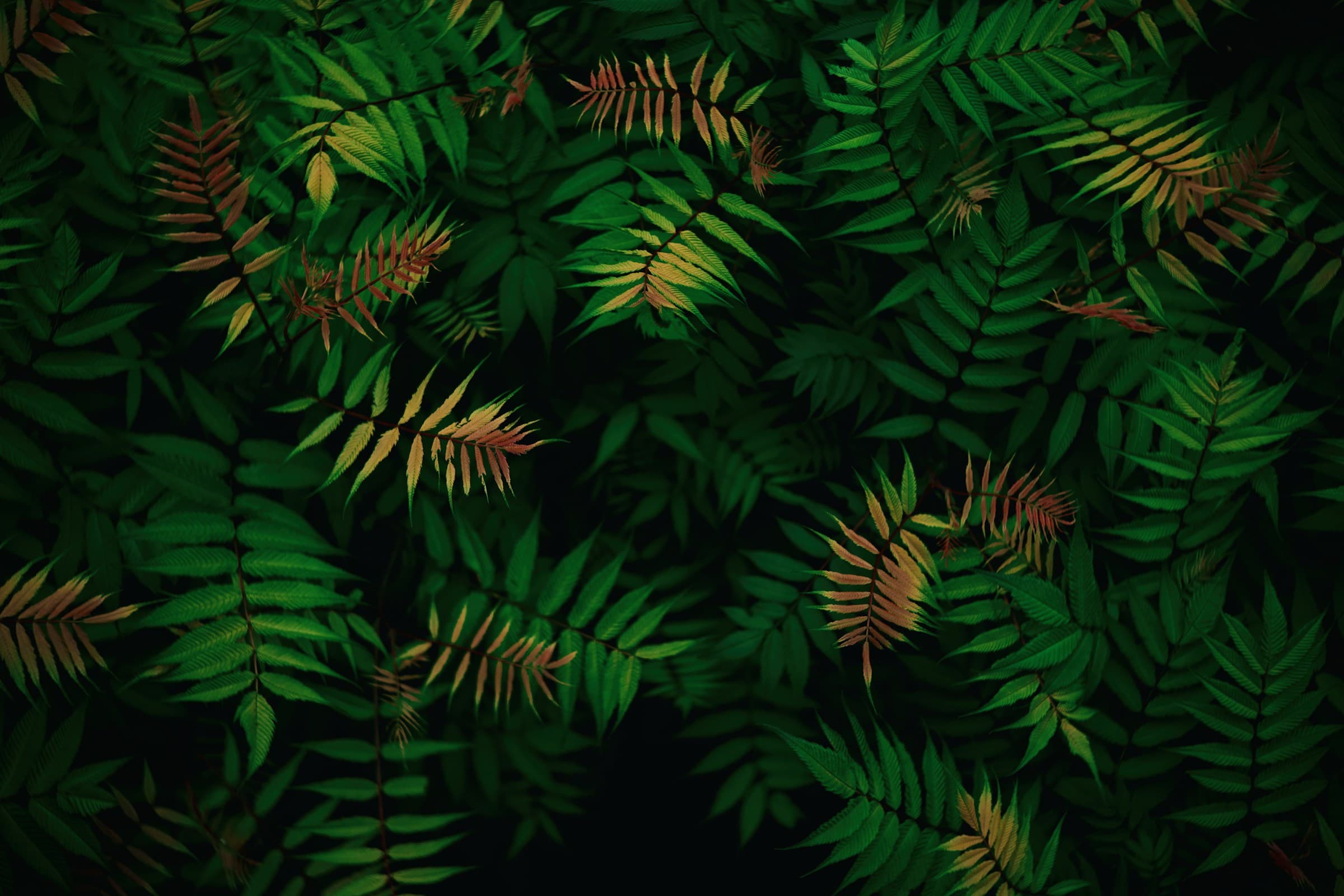 Fondo Naat